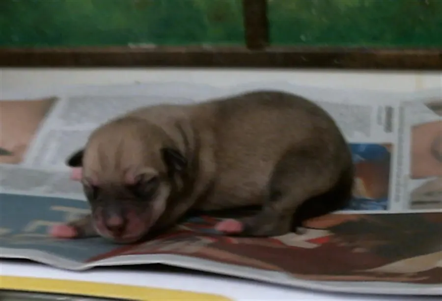 Adoptable Dog