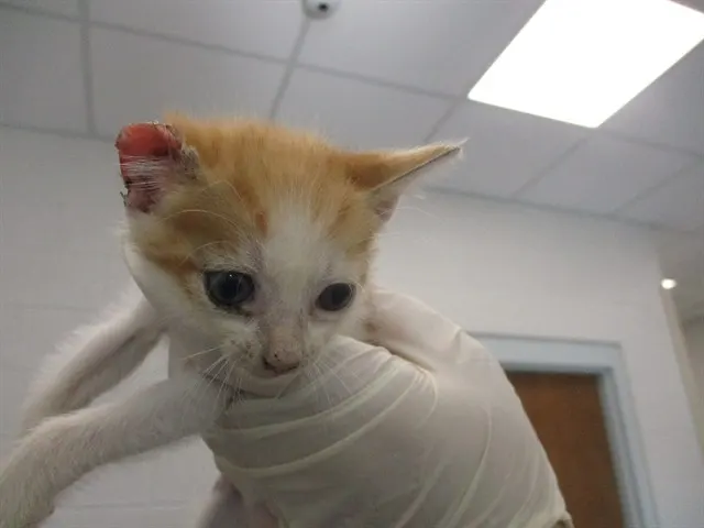 Adoptable Cat