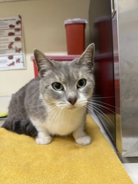 Adoptable Cat