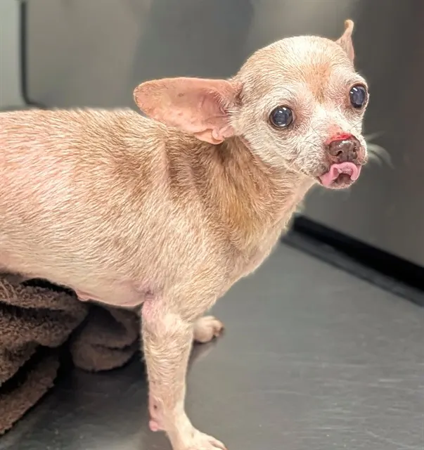 *Chiquita