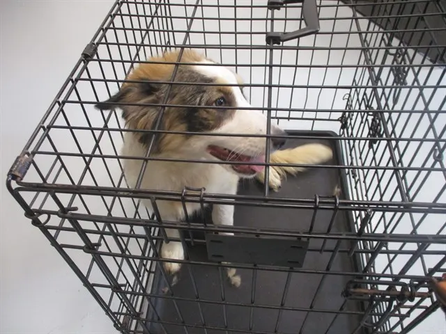 Adoptable Dog