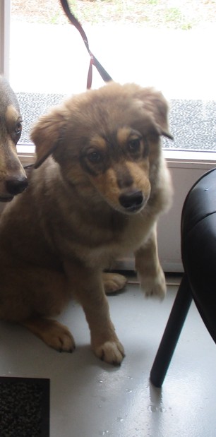 Adoptable Dog