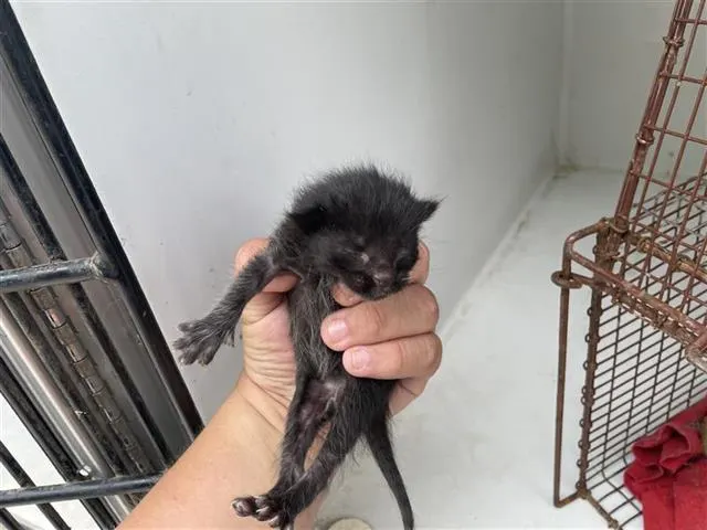 Adoptable Cat