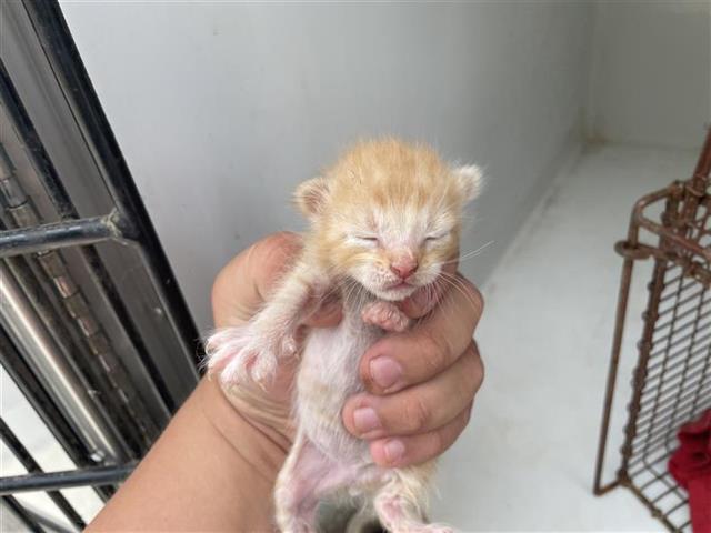 Adoptable Cat