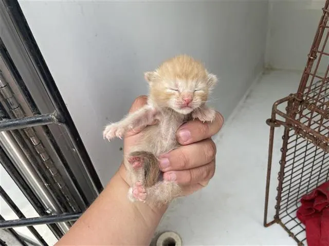 Adoptable Cat