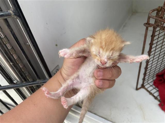 Adoptable Cat