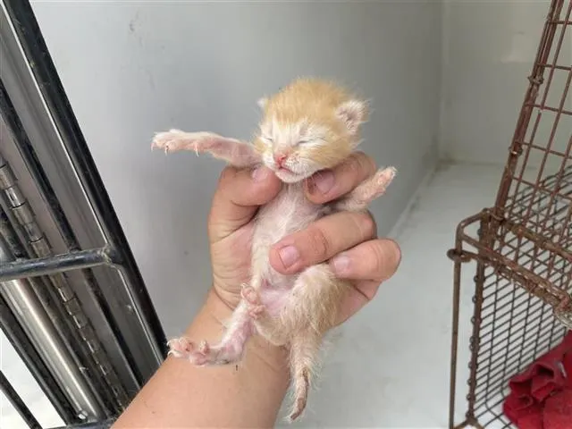 Adoptable Cat