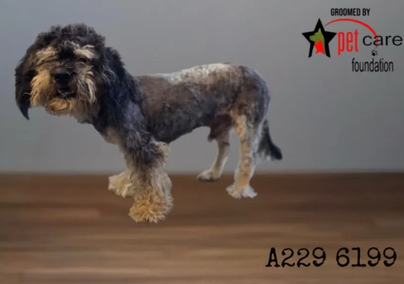 Adoptable Dog