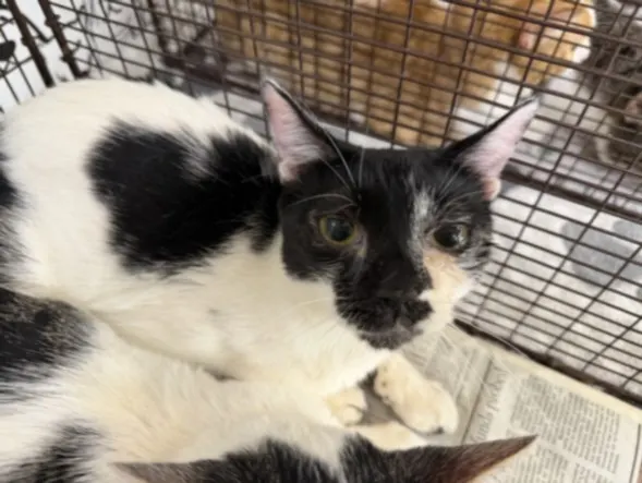 Adoptable Cat