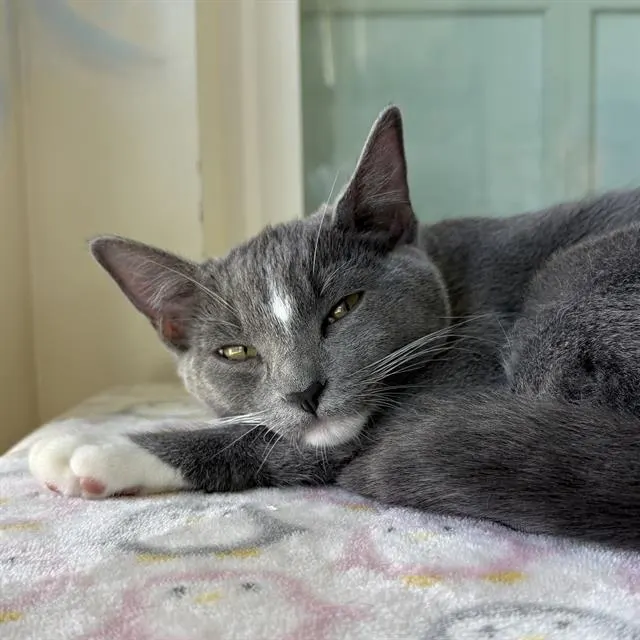 Adoptable Cat