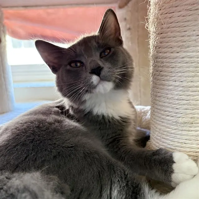 Adoptable Cat