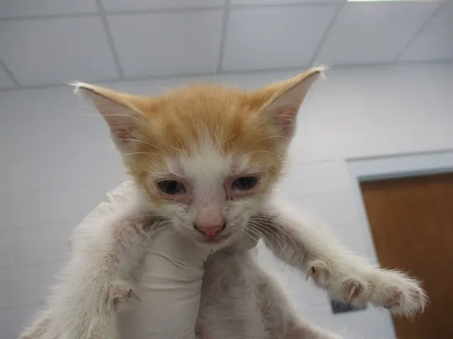 Adoptable Cat