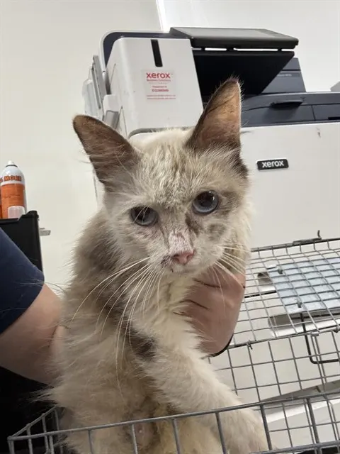 Adoptable Cat