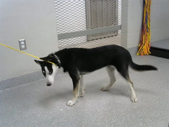 Adoptable Dog