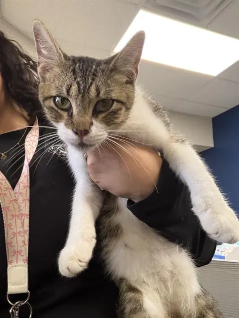 Adoptable Cat