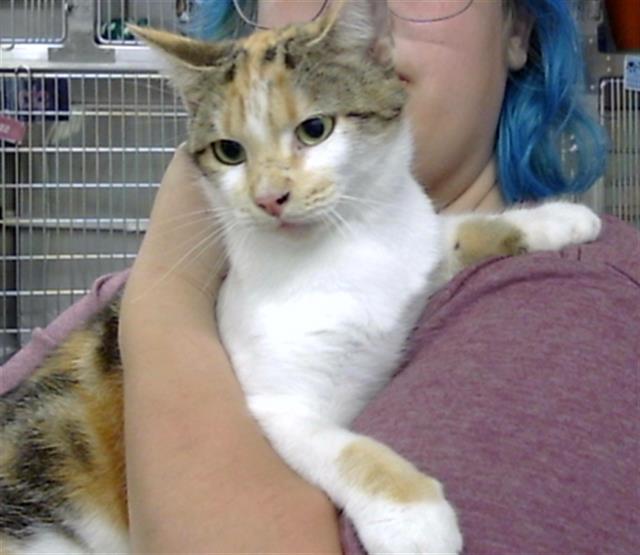 Adoptable Cat