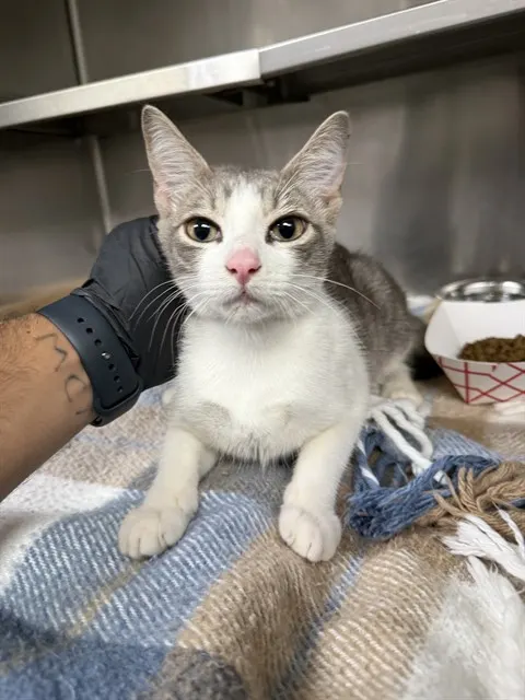 Adoptable Cat