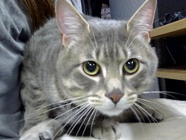Adoptable Cat