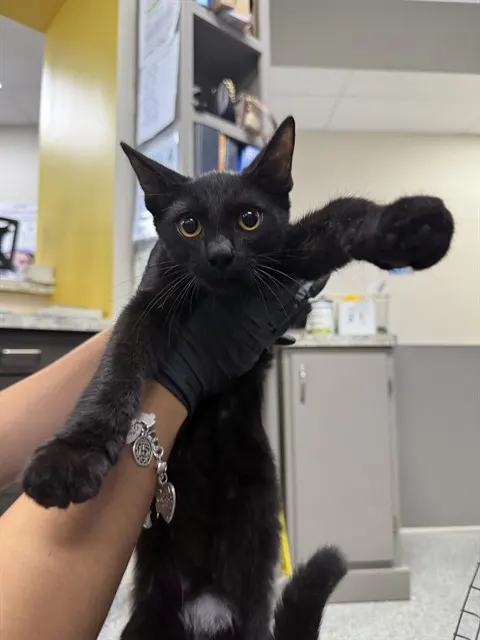 Adoptable Cat
