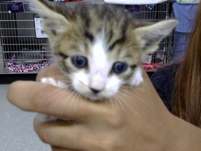 Adoptable Cat
