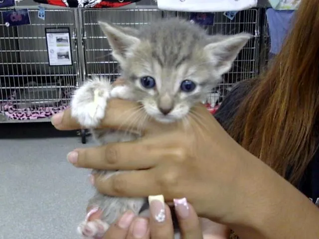 Adoptable Cat