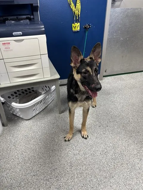 Adoptable Dog