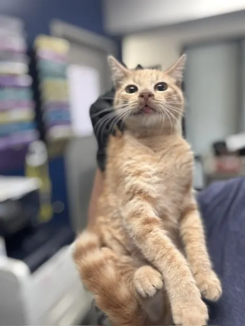 Adoptable Cat