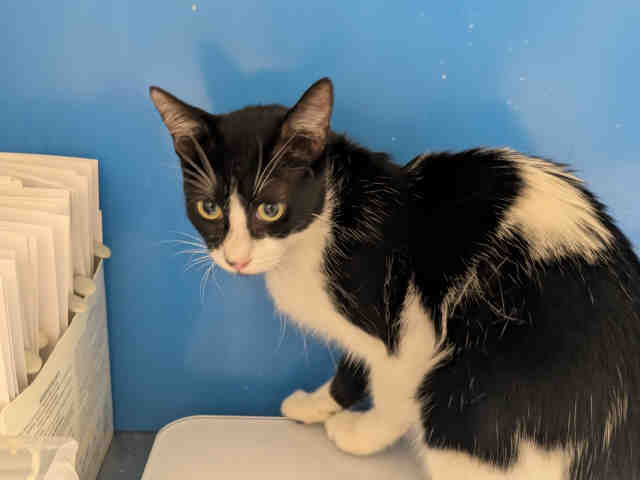 Adoptable Cat