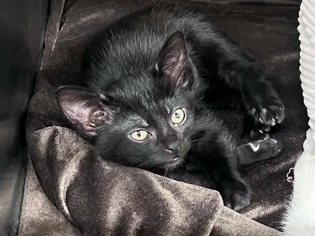 Yennefer