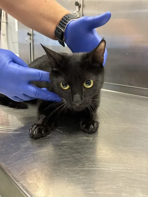 Tom