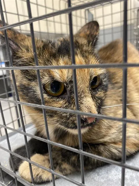 *Kitkat