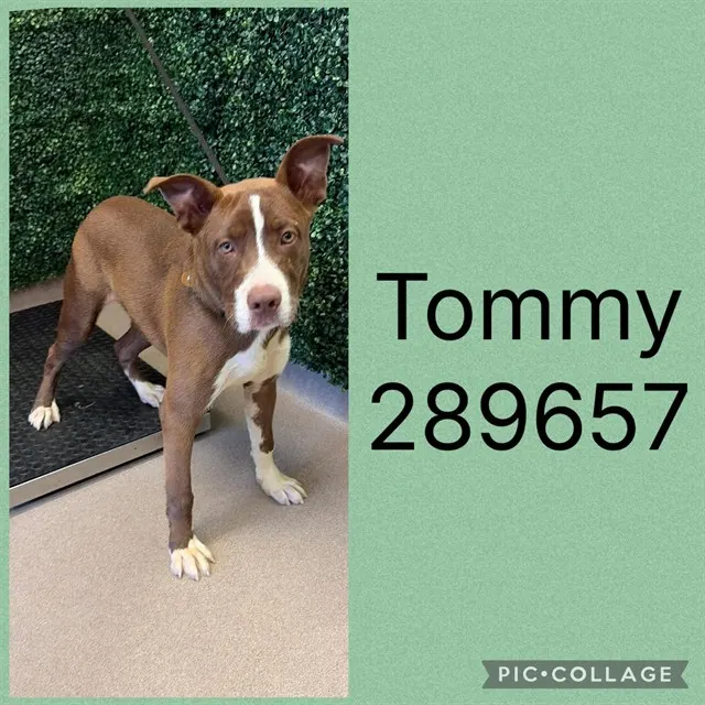 Tommy