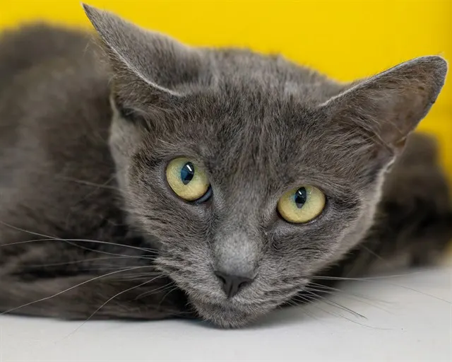 Tuna Turner