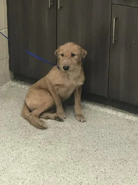Adoptable Dog