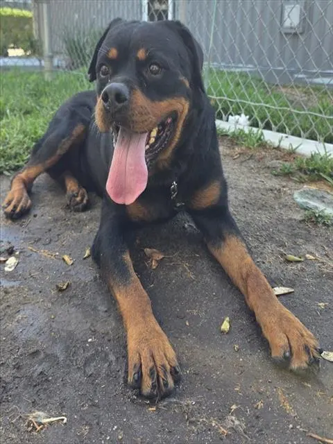 Huxley