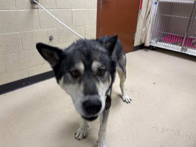Adoptable Dog
