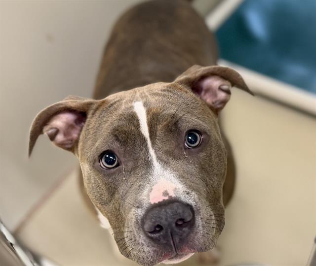 Adoptable Dog