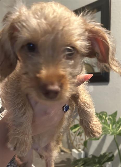 Albie