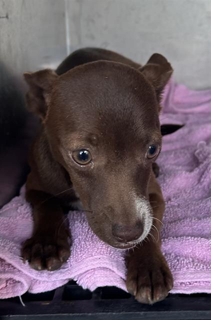 Mocha