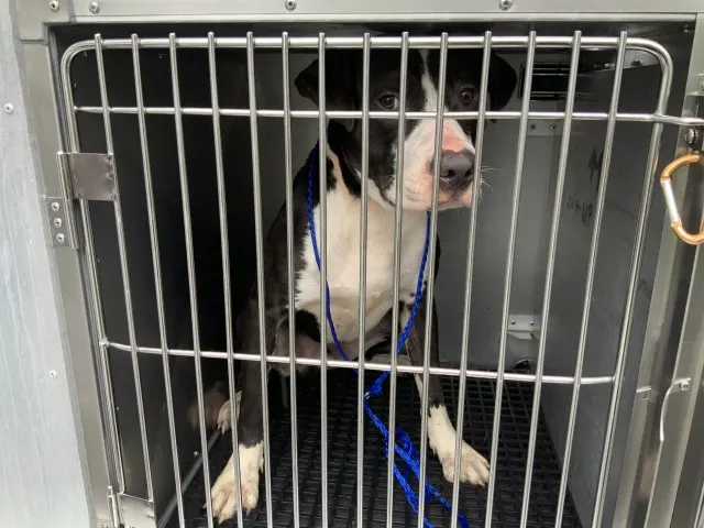 Adoptable Dog