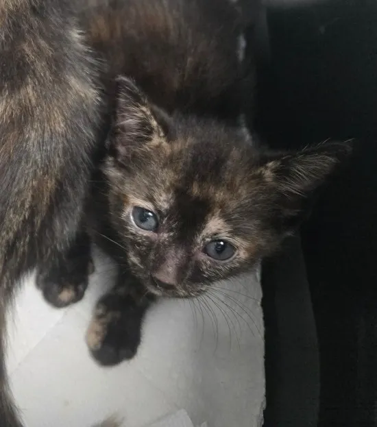 Precious