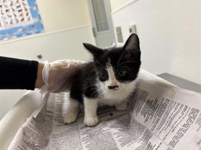 Milo