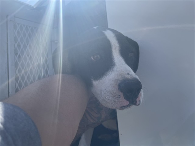 Adoptable Dog