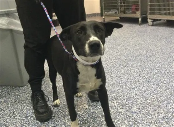 Adoptable Dog