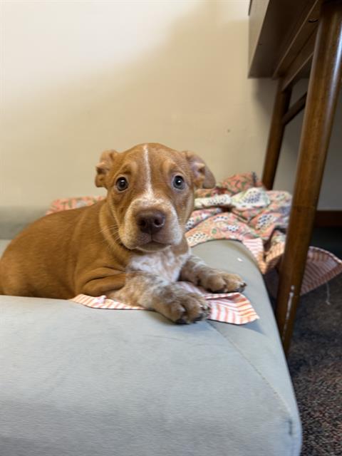 Daisy Mae