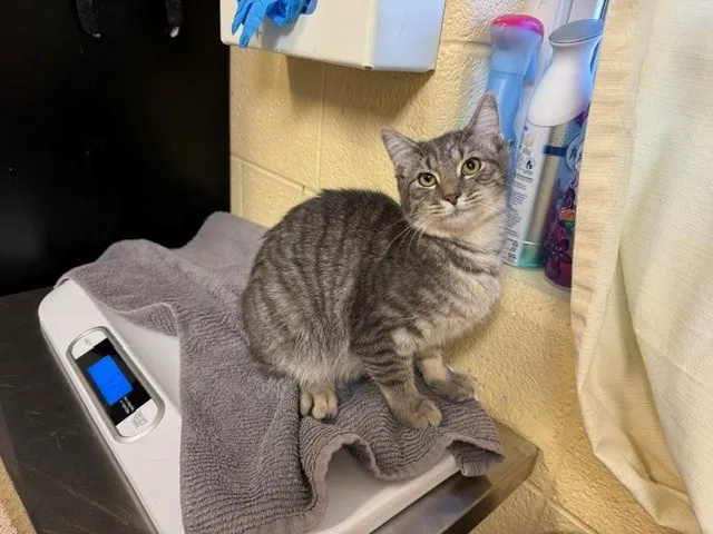 Stella