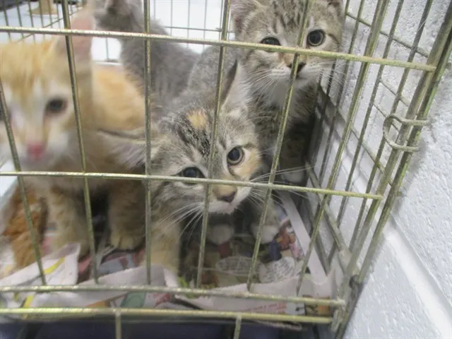 Adoptable Cat