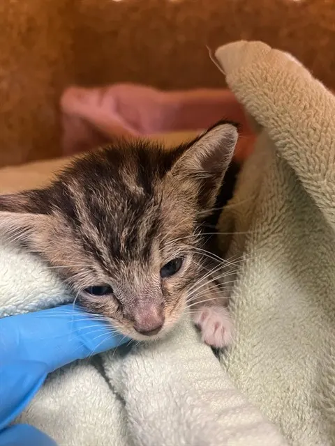 Little Button