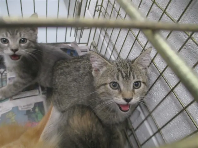 Adoptable Cat