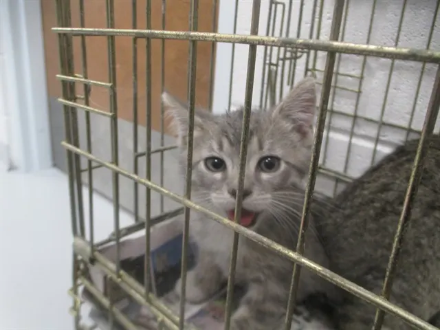 Adoptable Cat